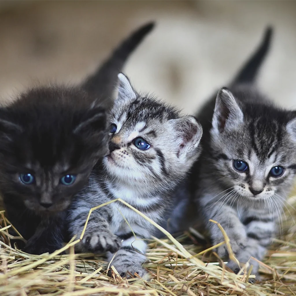 trio de chatons