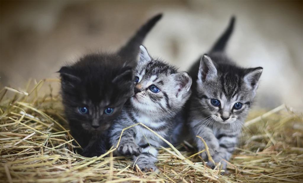 Chatons sur de la paille
