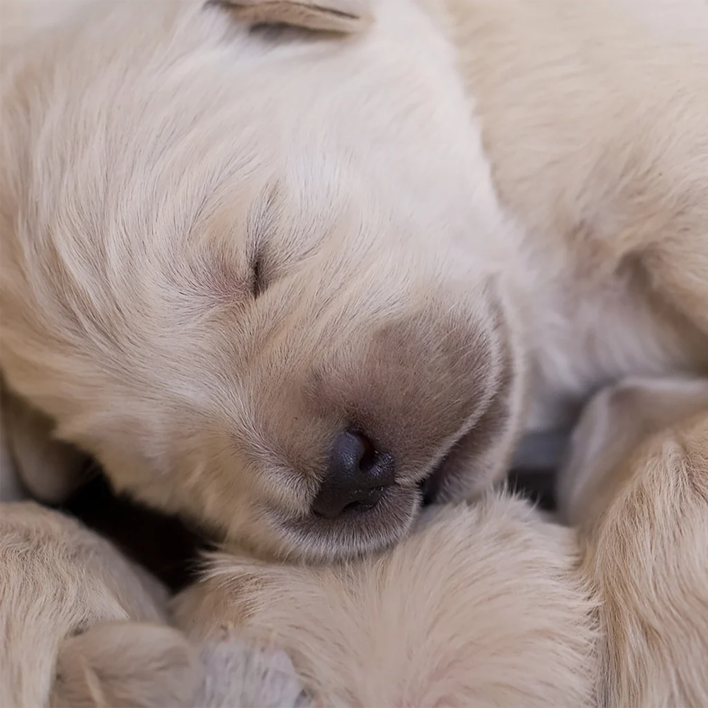 Chiot qui dort