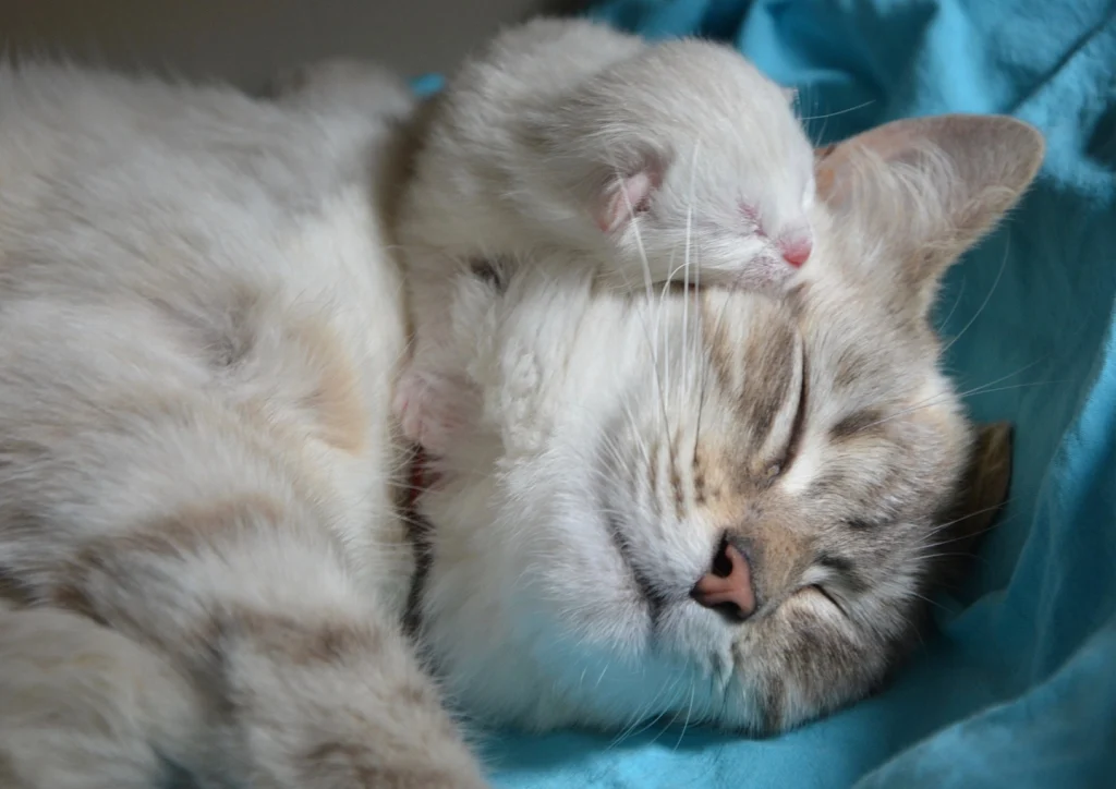 bébé chaton avec sa maman