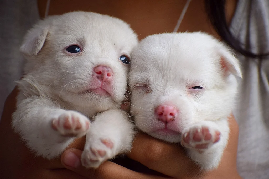 chiots dans des mains