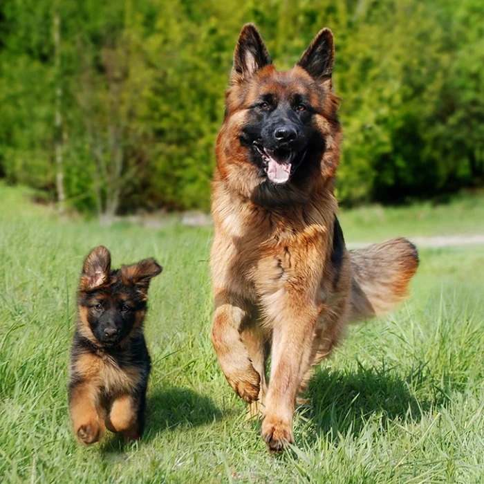 Berger Allemand avec son chiot